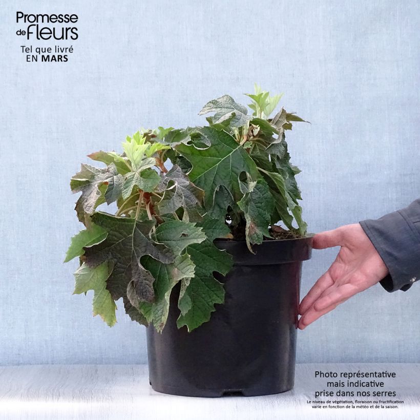 Hydrangea quercifolia Jetstream - Ortensia a foglie di quercia Vaso da 6L/7L esemplare consegnato in primavera
