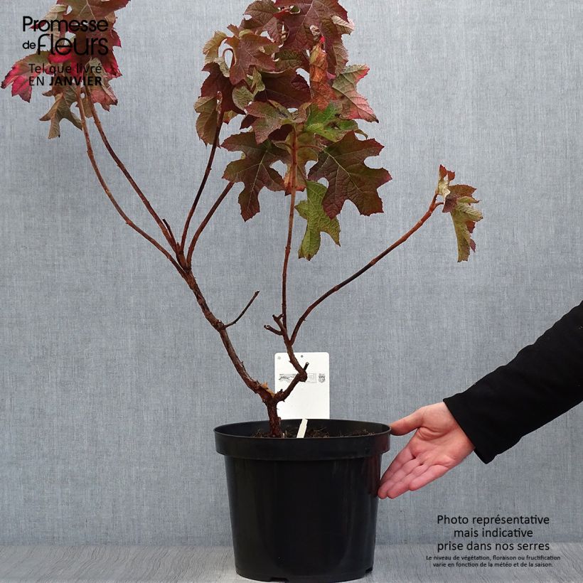 Hydrangea quercifolia Jetstream - Ortensia a foglie di quercia Vaso da 6L/7L esemplare consegnato in inverno
