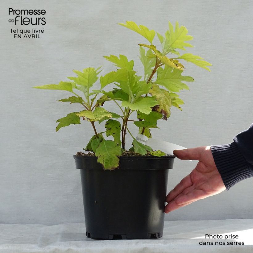 Hydrangea quercifolia Little Honey - Ortensia a foglie di quercia Vaso da 4L/5L esemplare consegnato in primavera