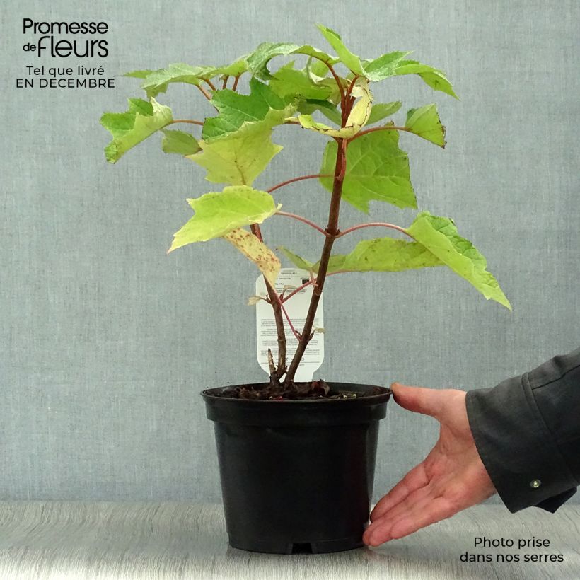 Hydrangea quercifolia Munchkin - Ortensia a foglie di quercia Vaso da 2L/3L esemplare consegnato in inverno