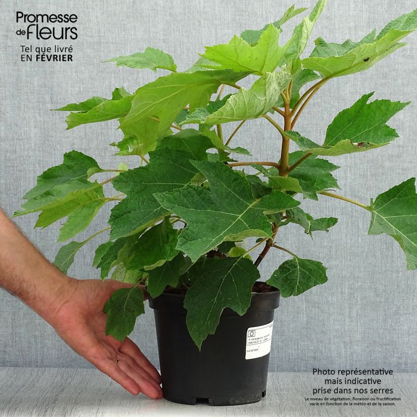 Esemplare di Hydrangea quercifolia Munchkin - Ortensia a foglie di quercia Vaso da 2L/3L come consegnato in autunno