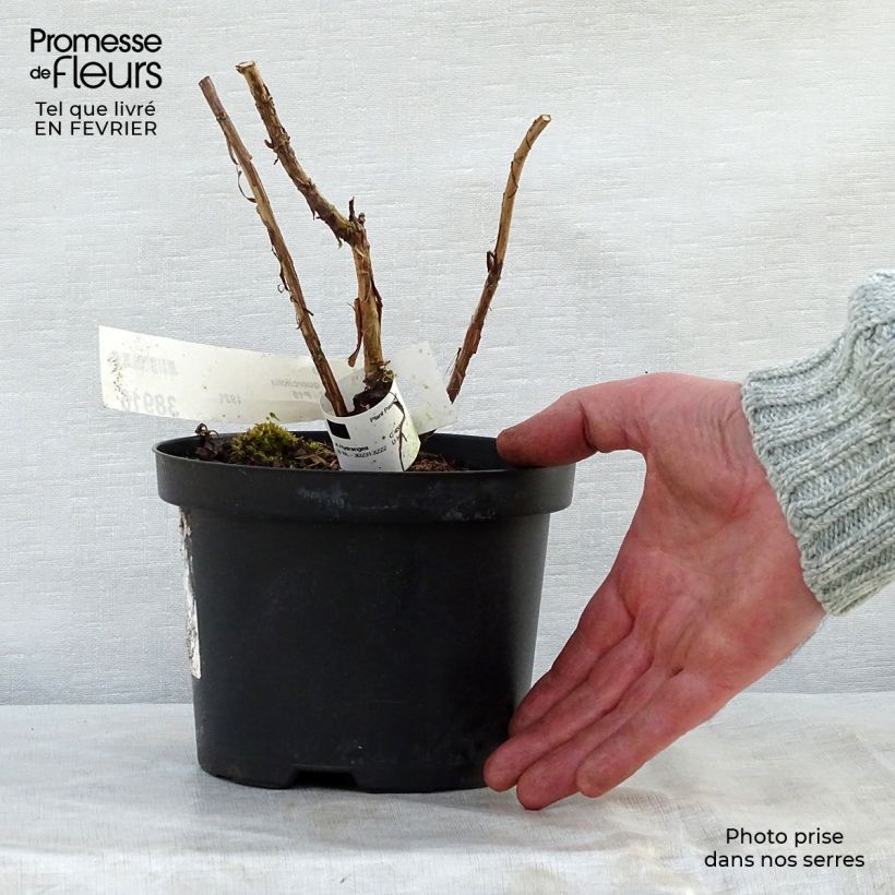 Hydrangea quercifolia Ruby Slippers - Ortensia a foglie di quercia Vaso da 3L/4L esemplare consegnato in inverno