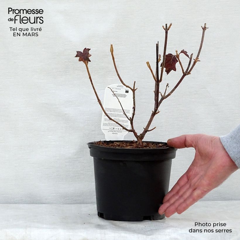 Hydrangea quercifolia Ruby Slippers - Ortensia a foglie di quercia Vaso da 3L/4L esemplare consegnato in primavera