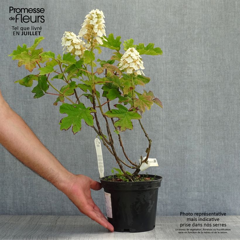 Esemplare di Hydrangea quercifolia Ruby Slippers - Ortensia a foglie di quercia Vaso da 3L/4L consegnato in estate