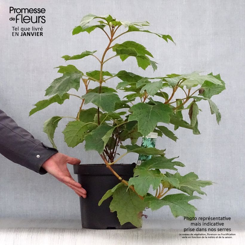 Hydrangea quercifolia Snow Queen - Ortensia a foglie di quercia Vaso da 4L/5L esemplare consegnato in inverno