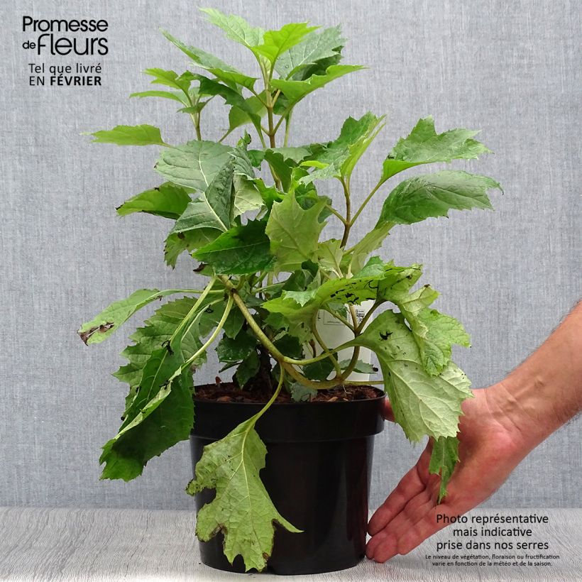 Esemplare di Hydrangea quercifolia Snow Queen - Ortensia a foglie di quercia Vaso da 2L/3L come consegnato in autunno