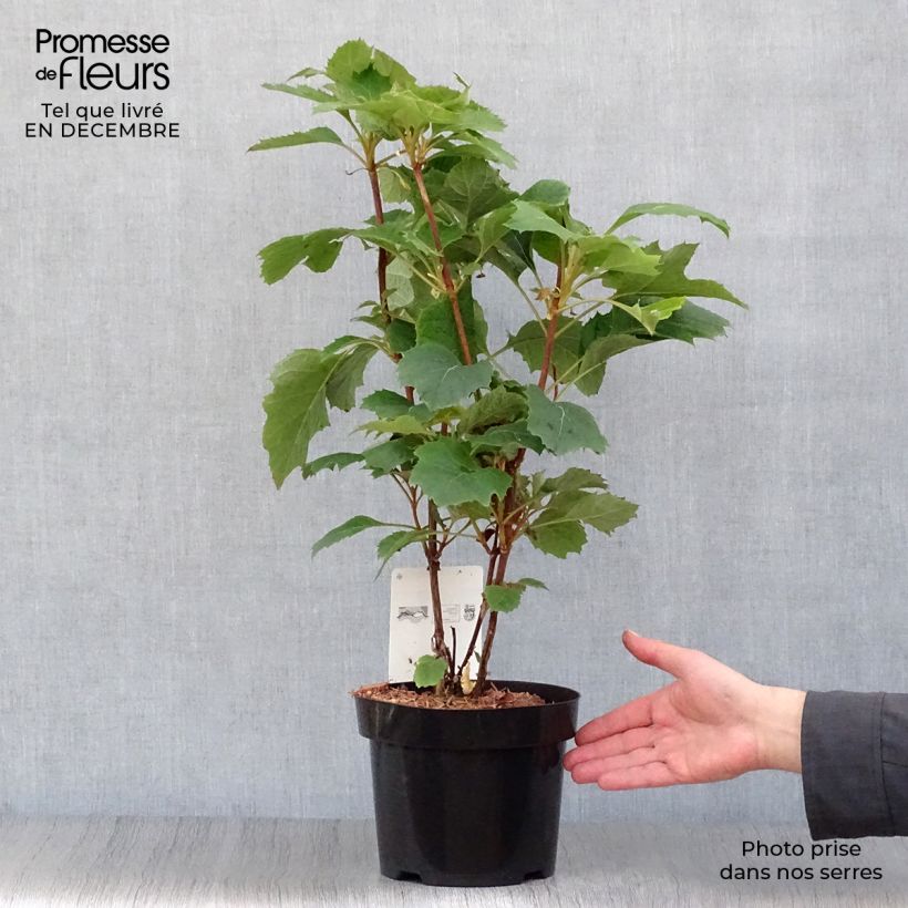 Hydrangea quercifolia Snow Queen - Ortensia a foglie di quercia Vaso da 2L/3L esemplare consegnato in inverno