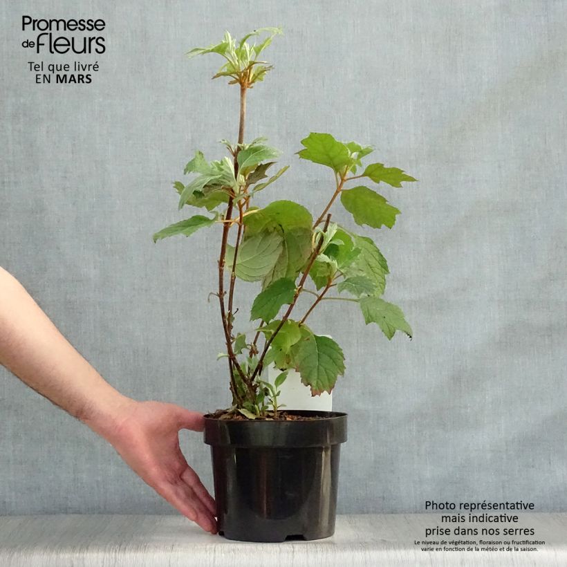 Hydrangea quercifolia Snow Queen - Ortensia a foglie di quercia Vaso da 2L/3L esemplare consegnato in primavera