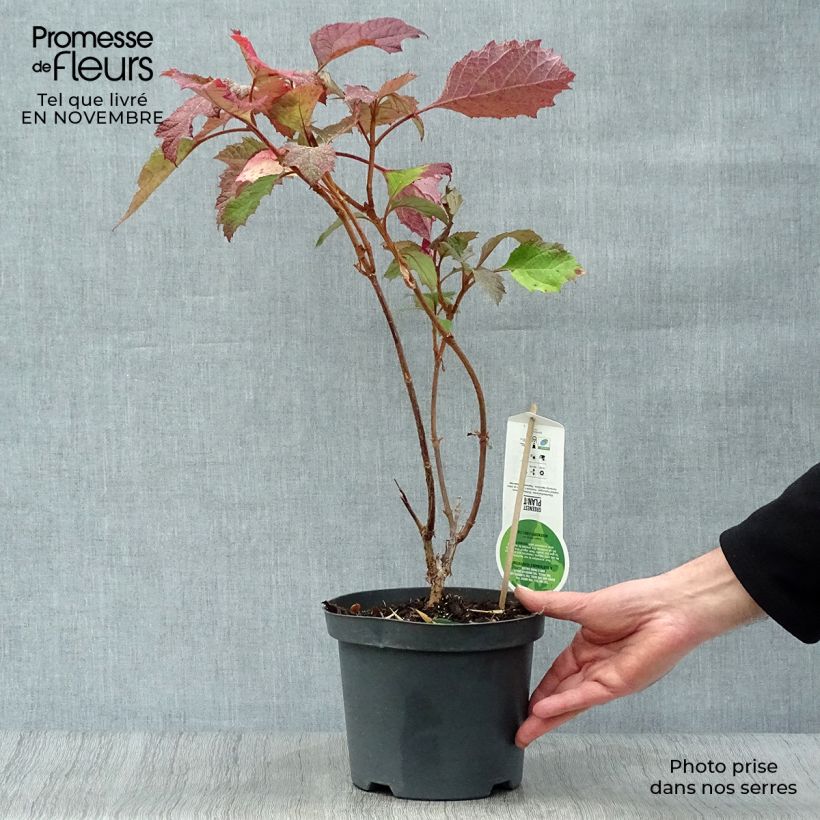 Esemplare di Hydrangea quercifolia Snowflake - Ortensia a foglie di quercia Vaso da 3L/4L come consegnato in autunno