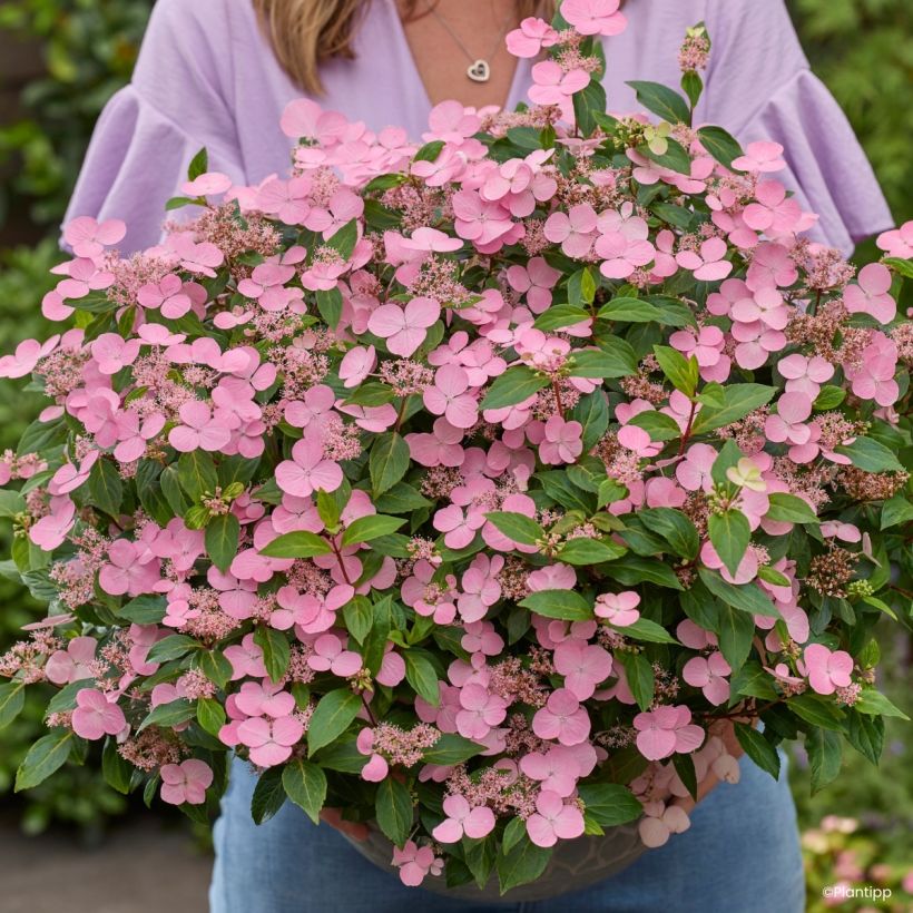 Hydrangea scandens First Love - Ortensia (Fioritura)