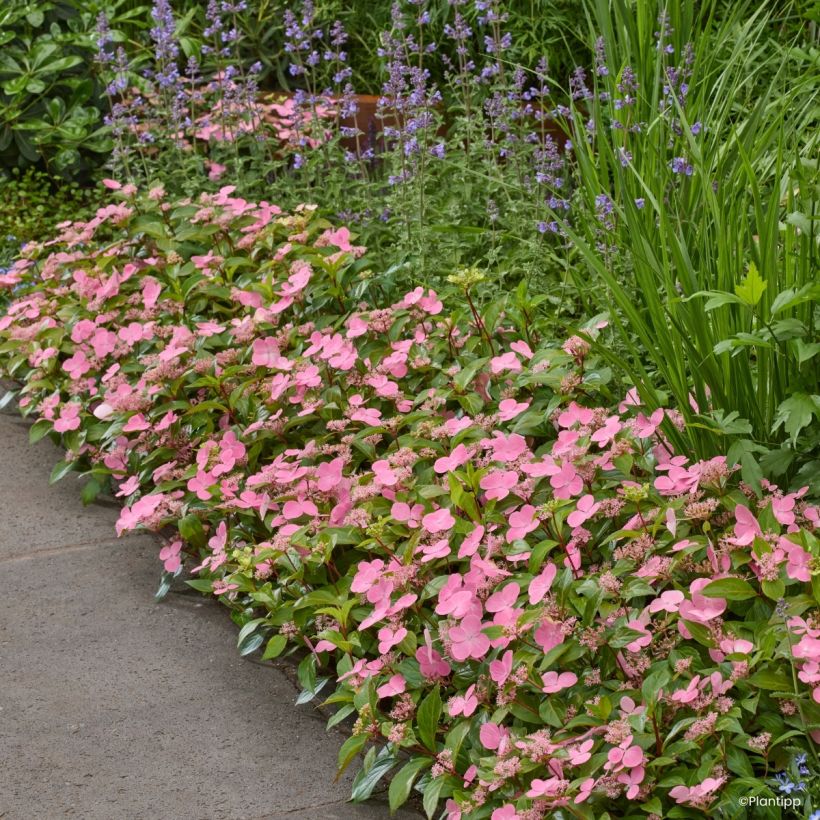 Hydrangea scandens First Love - Ortensia (Porto)