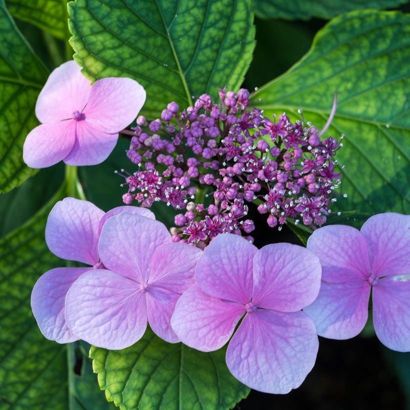 Hydrangea serrata Avelroz - Ortensia (Fioritura)