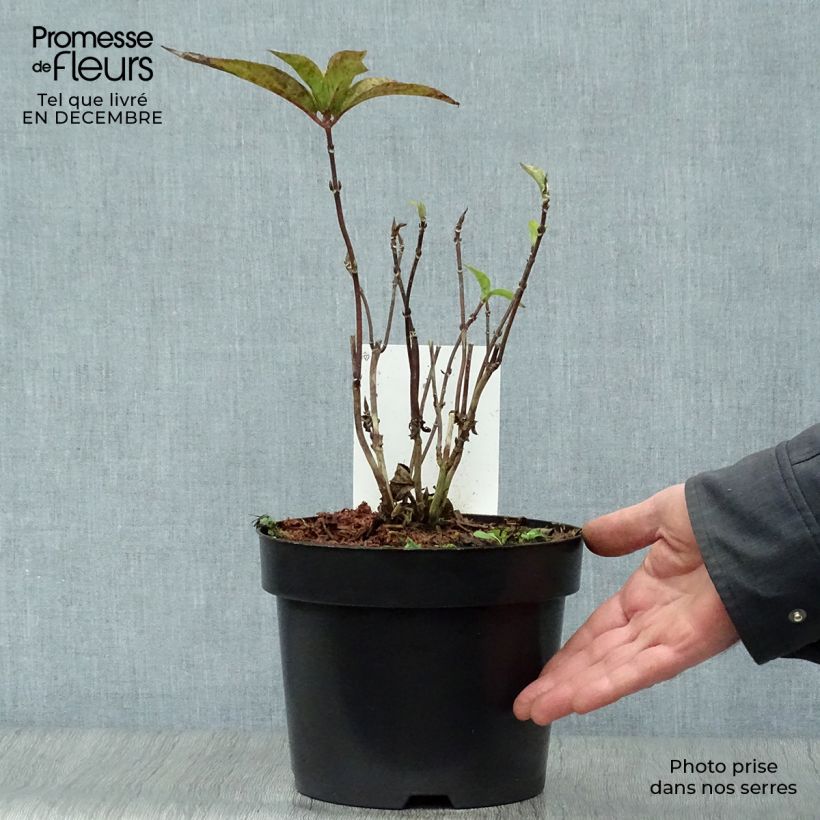 Hydrangea serrata Avelroz - Ortensia Vaso da 2L/3L esemplare consegnato in inverno