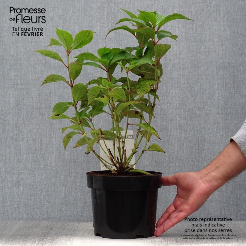 Esemplare di Hydrangea serrata Avelroz - Ortensia Vaso da 2L/3L come consegnato in autunno