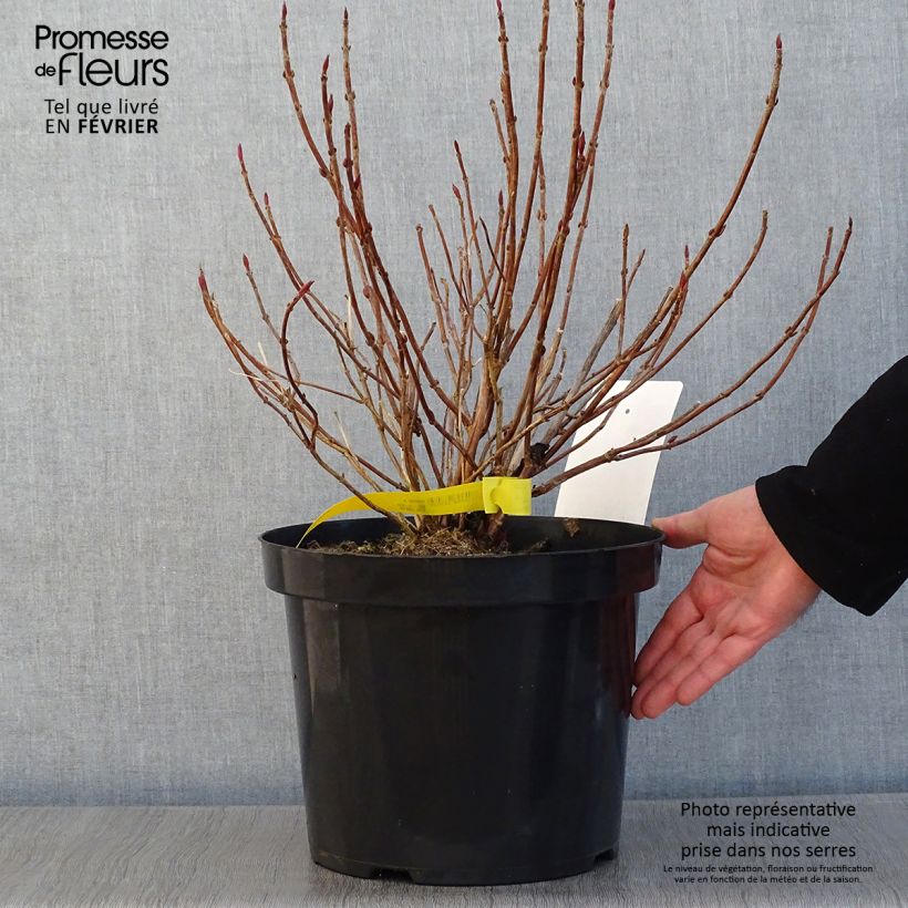 Hydrangea serrata Avelroz - Ortensia Vaso da 7,5L/10L esemplare consegnato in inverno