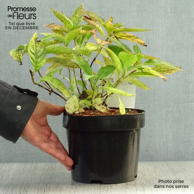 Hydrangea serrata Blue Bird - Ortensia Vaso da 3L/4L esemplare consegnato in inverno