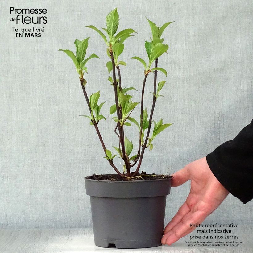 Hydrangea serrata Blue Bird - Ortensia Vaso da 3L/4L esemplare consegnato in primavera