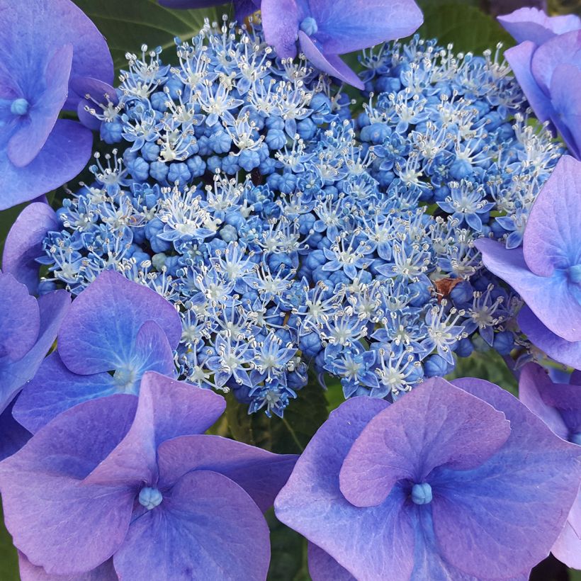Hydrangea serrata Blue Bird - Ortensia (Fioritura)