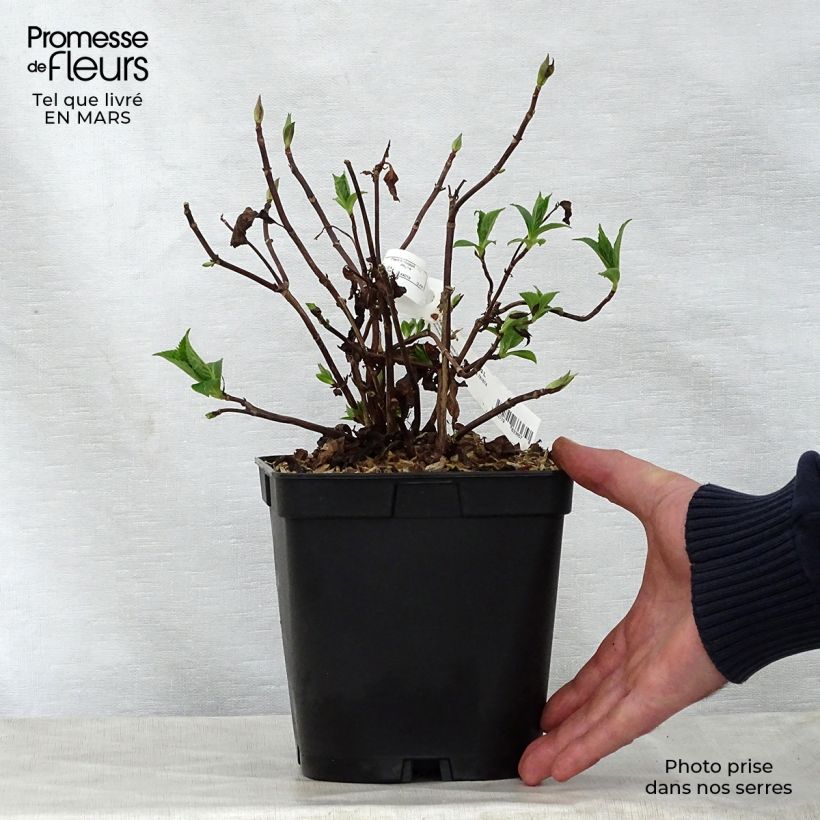 Hydrangea serrata Blue Deckle - Ortensia Vaso da 2L/3L esemplare consegnato in primavera