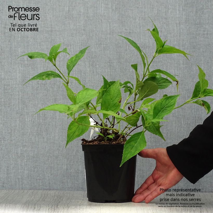 Esemplare di Hydrangea serrata Blue Deckle - Ortensia Vaso da 2L/3L come consegnato in autunno