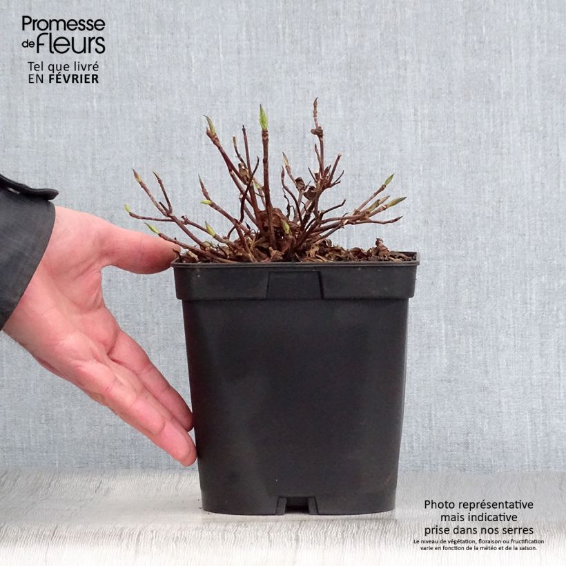 Hydrangea serrata Blue Deckle - Ortensia Vaso da 2L/3L esemplare consegnato in inverno