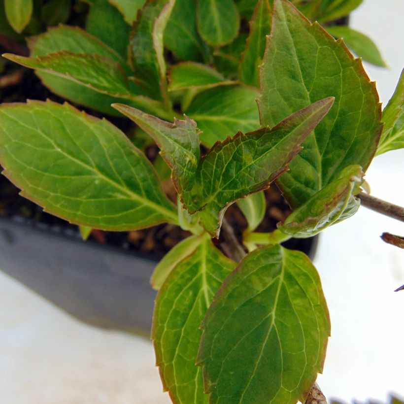 Hydrangea serrata Cap Sizun - Ortensia (Fogliame)
