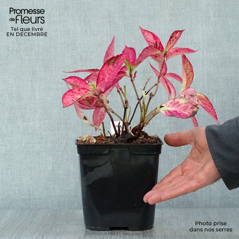 Hydrangea serrata Cap Sizun - Ortensia Vaso da 2L/3L esemplare consegnato in inverno