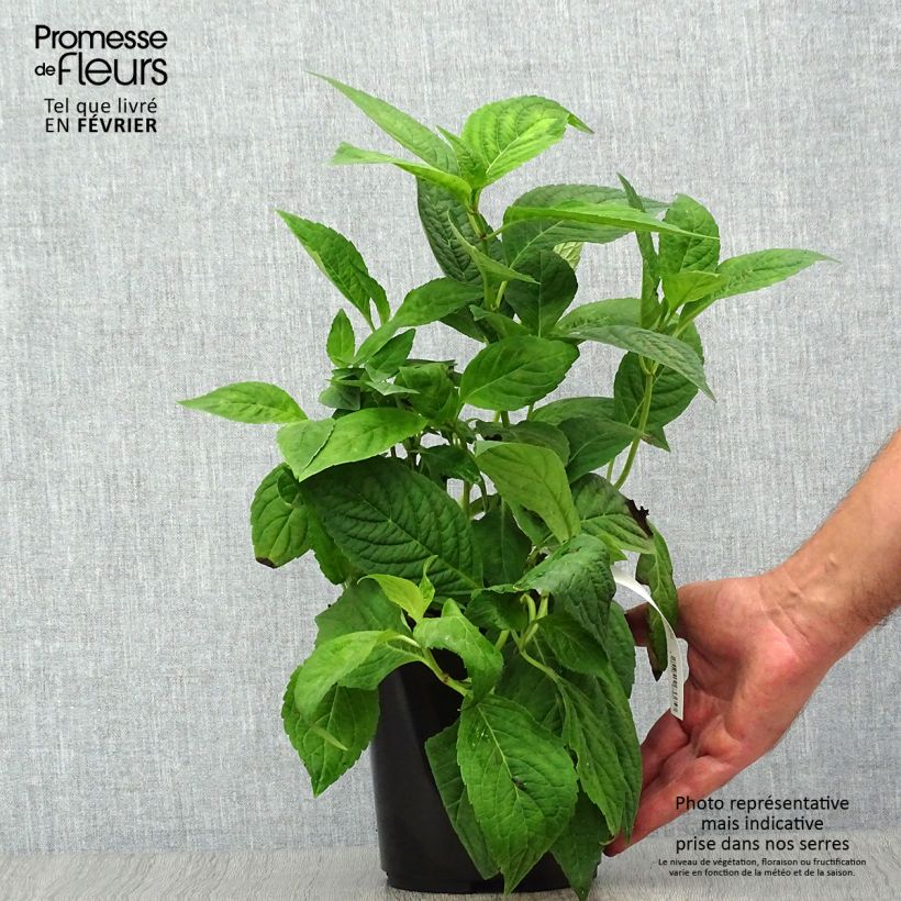 Esemplare di Hydrangea serrata Cap Sizun - Ortensia Vaso da 2L/3L come consegnato in autunno