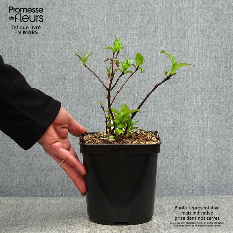 Hydrangea serrata Cap Sizun - Ortensia Vaso da 2L/3L esemplare consegnato in primavera