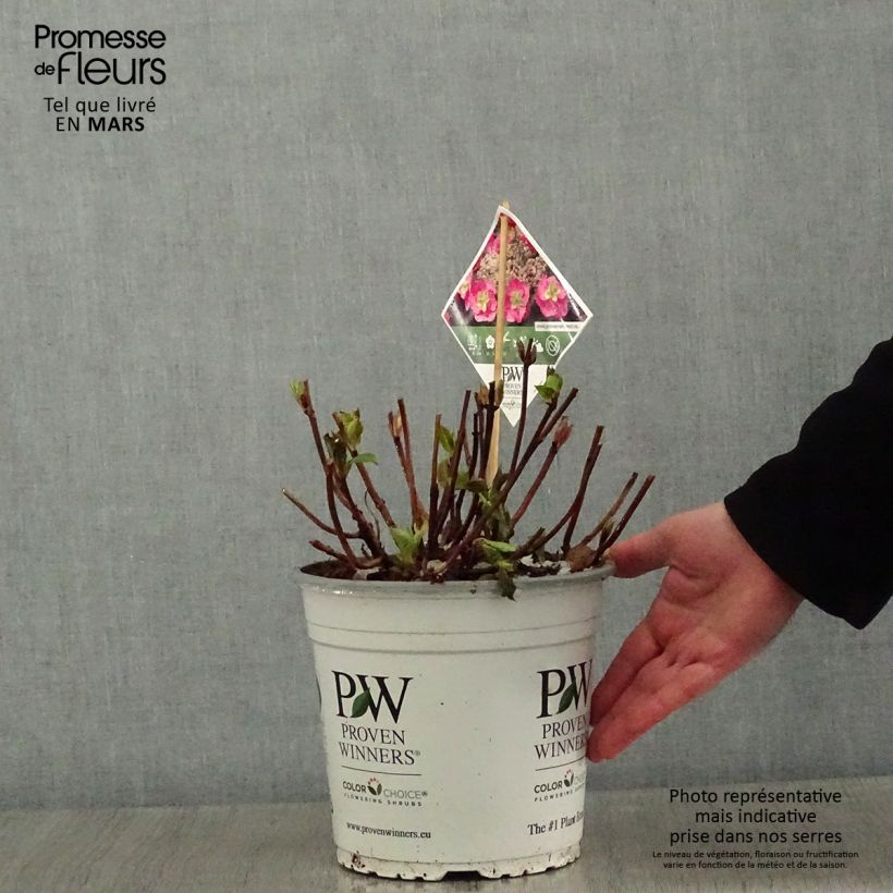 Hydrangea serrata Cotton Candy - Ortensia Vaso da 4L/5L esemplare consegnato in inverno