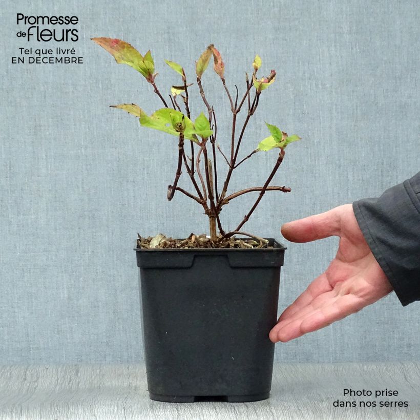 Hydrangea serrata Graciosa - Ortensia Vaso da 2L/3L esemplare consegnato in inverno