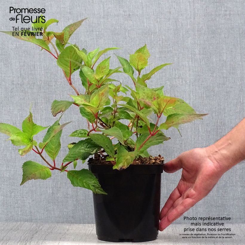 Esemplare di Hydrangea serrata Graciosa - Ortensia Vaso da 2L/3L come consegnato in autunno