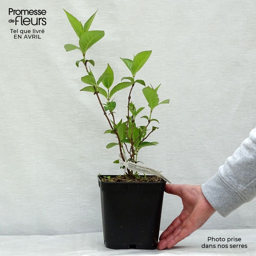 Hydrangea serrata Grayswood - Ortensia Vaso da 2L/3L esemplare consegnato in primavera