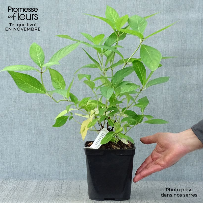 Esemplare di Hydrangea serrata Grayswood - Ortensia Vaso da 2L/3L come consegnato in autunno