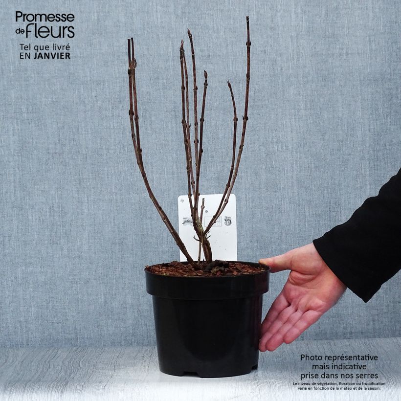 Hydrangea serrata Intermedia - Ortensia Vaso da 2L/3L esemplare consegnato in inverno