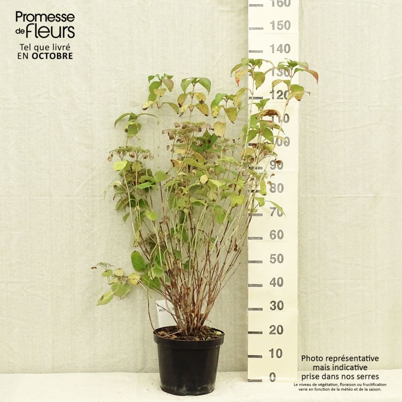 Esemplare di Hydrangea serrata Intermedia - Ortensia Vaso da 7,5L/10L come consegnato in autunno