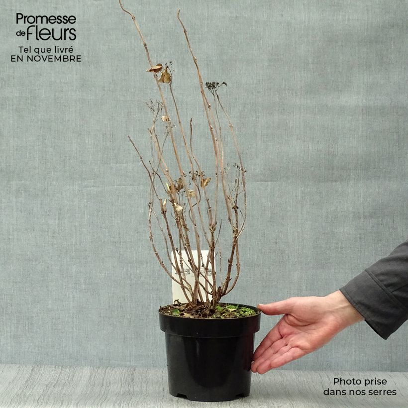 Esemplare di Hydrangea serrata Intermedia - Ortensia Vaso da 2L/3L come consegnato in autunno