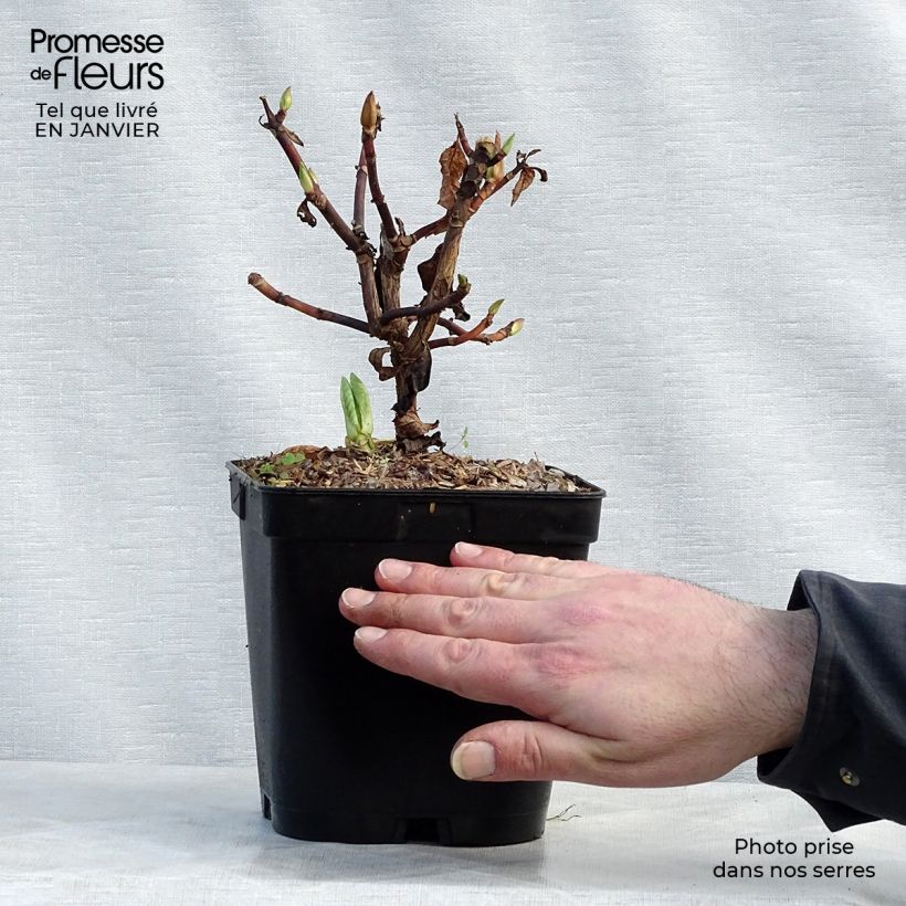 Hydrangea serrata Klaveren - Ortensia Vaso da 2L/3L esemplare consegnato in inverno