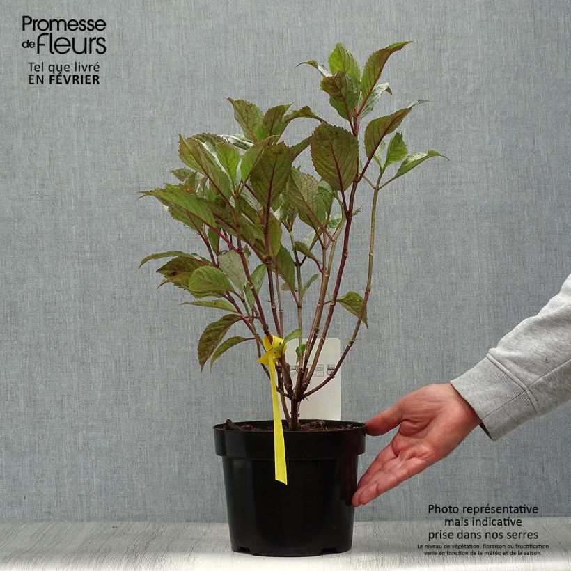 Esemplare di Hydrangea serrata Precioza - Ortensia Vaso da 2L/3L come consegnato in autunno