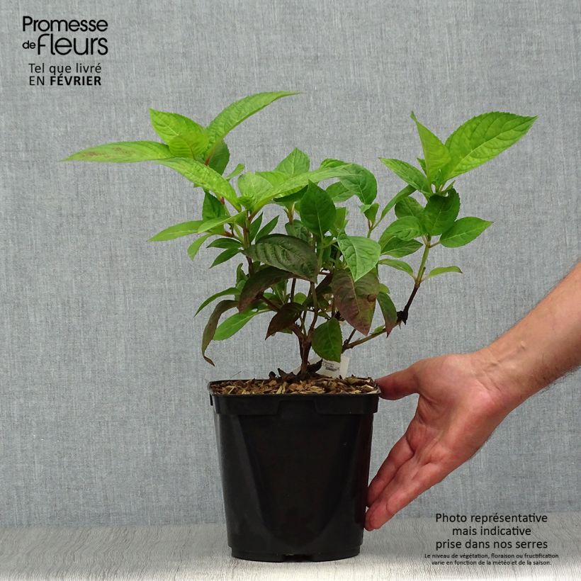 Esemplare di Hydrangea serrata Shojo - Ortensia Vaso da 2L/3L come consegnato in autunno