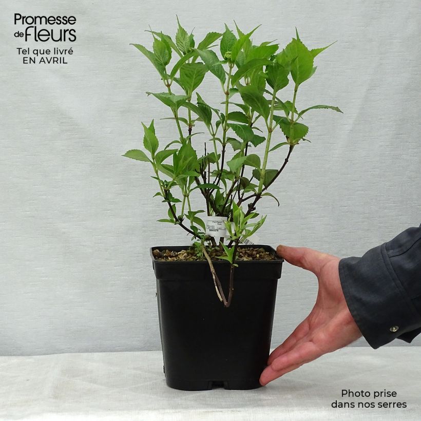 Hydrangea serrata Tiara - Ortensia Vaso da 2L/3L esemplare consegnato in primavera