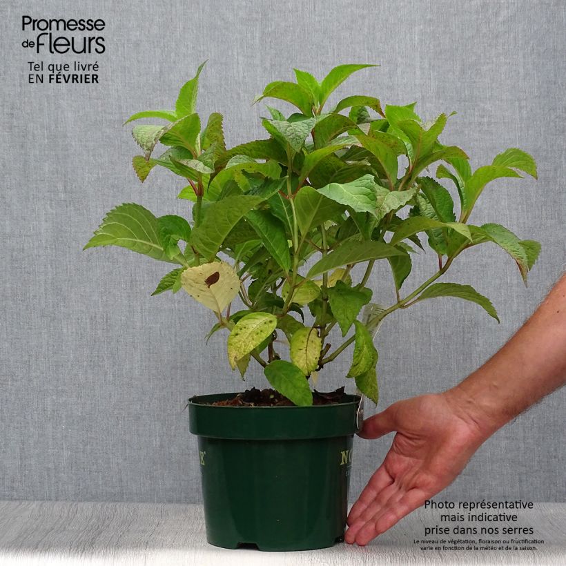 Esemplare di Hydrangea serrata Veerle - Ortensia Vaso da 3L/4L come consegnato in autunno