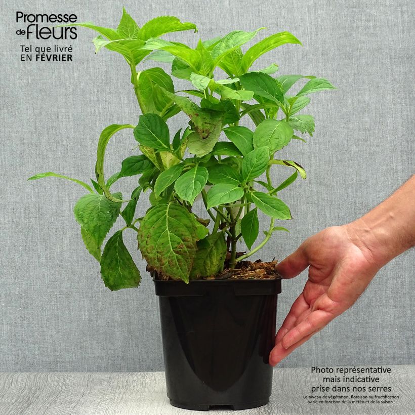 Esemplare di Hydrangea serrata Vicomte de Kerlot - Ortensia Vaso da 2L/3L come consegnato in autunno