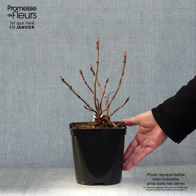 Hydrangea serrata Vicomte de Kerlot - Ortensia Vaso da 2L/3L esemplare consegnato in inverno