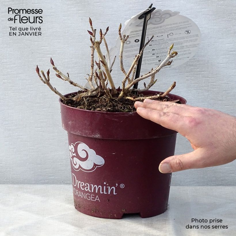 Hydrangea macrophylla L.A Dreamin - Ortensia Vaso da 4L/5L esemplare consegnato in inverno