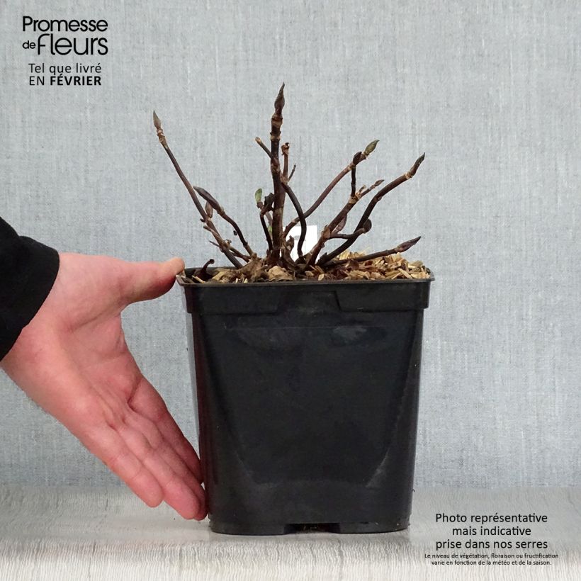 Hydrangea macrophylla Mathilde Gutges - Ortensia Vaso da 2L/3L esemplare consegnato in inverno