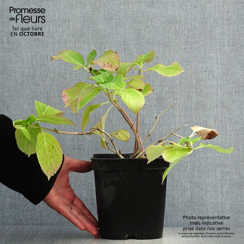 Esemplare di Hydrangea macrophylla Mathilde Gutges - Ortensia Vaso da 2L/3L come consegnato in autunno
