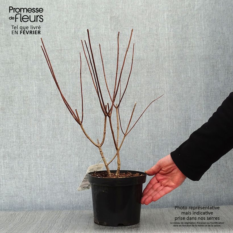 Hydrangea paniculata Pink Diamond - Ortensia paniculata Vaso da 2L/3L esemplare consegnato in inverno