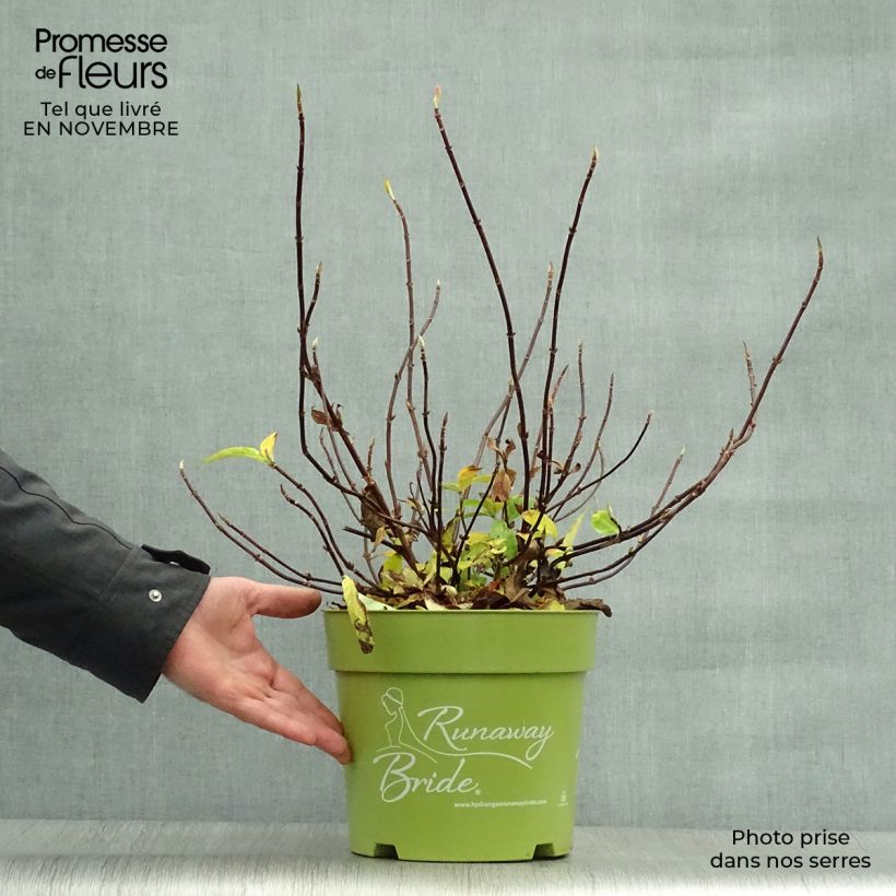 Esemplare di Hydrangea Runaway Bride - Ortensia Vaso da 6L/7L come consegnato in autunno
