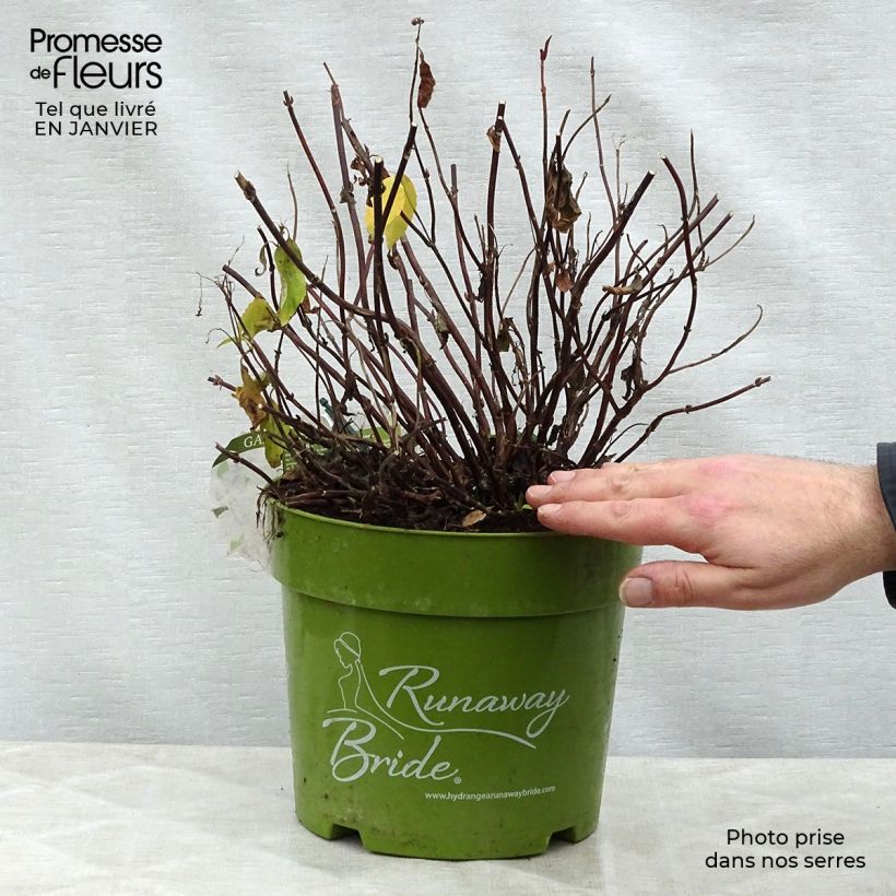 Hydrangea Runaway Bride - Ortensia Vaso da 6L/7L esemplare consegnato in inverno